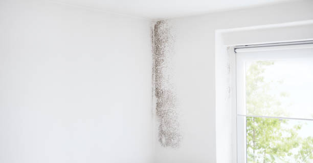 Reliable Goshen, AR Mold Removal Solutions